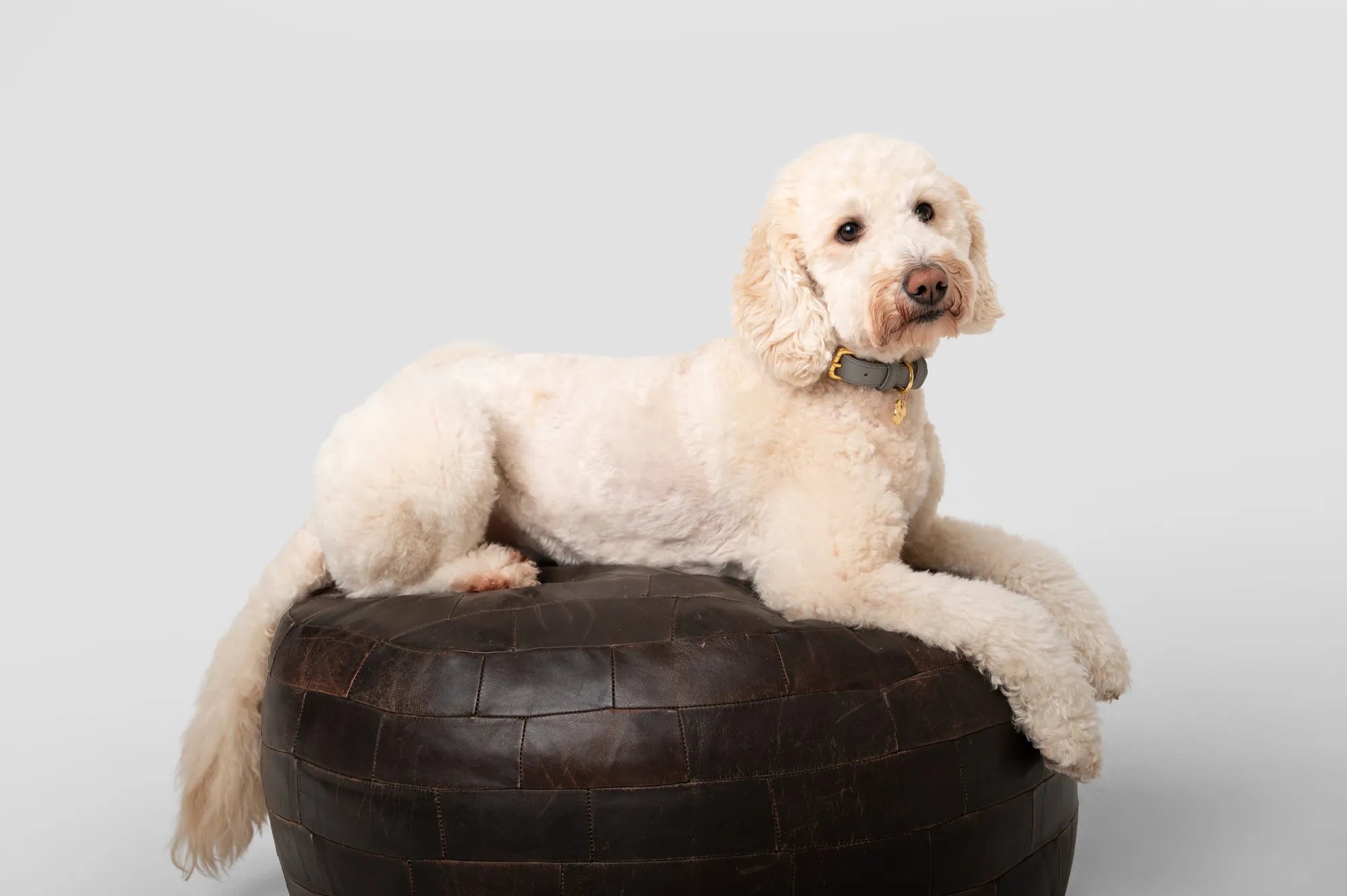 White dog resting on a leather pouf wearing a lihlo collar
