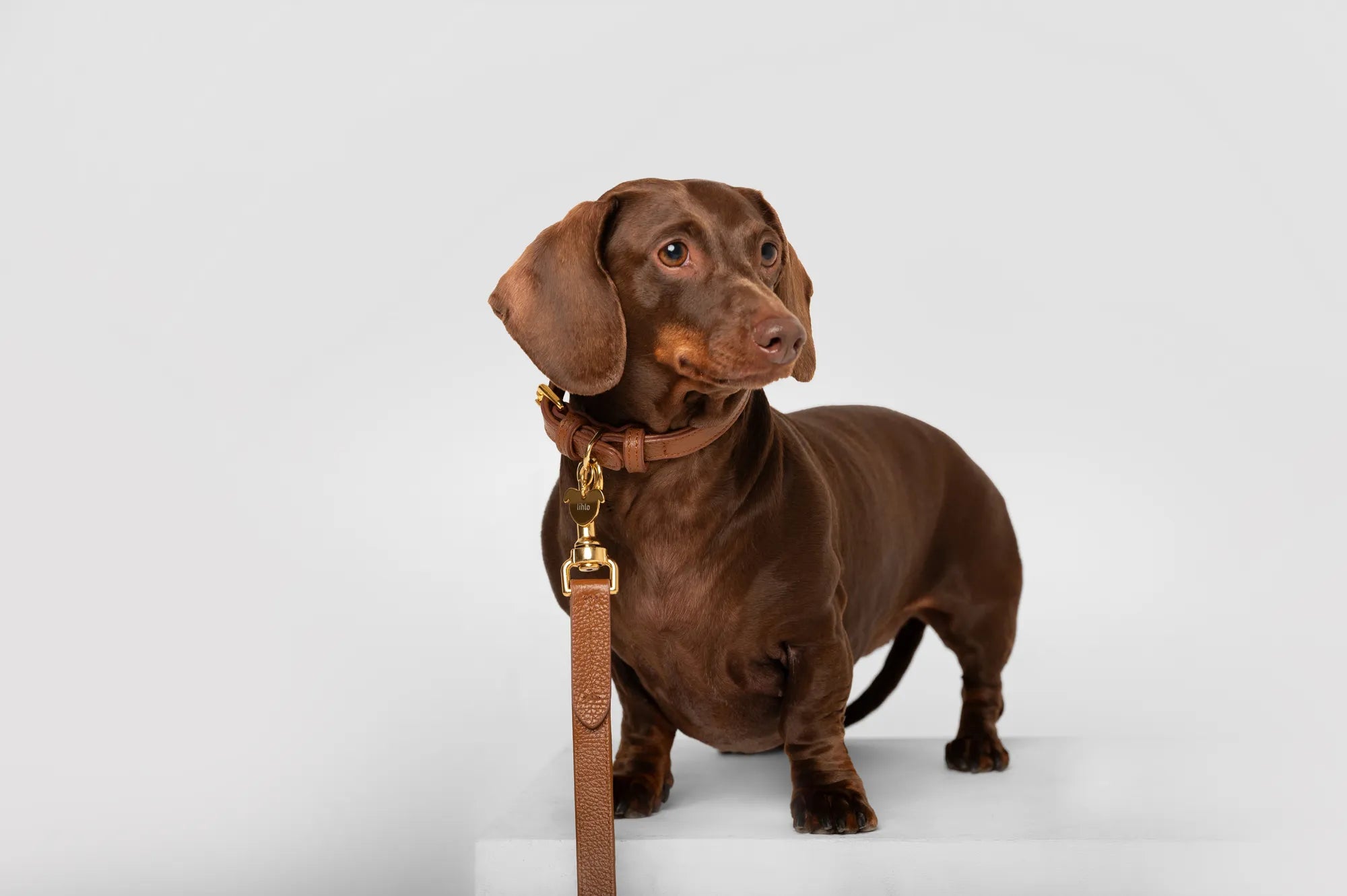 Dachshund wearing a lihlo leather collar and leash